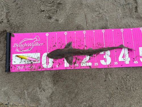 ホシザメの釣果