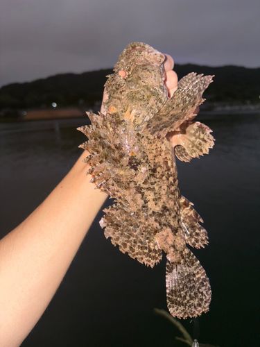 オニカサゴの釣果