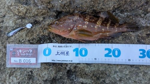 キジハタの釣果
