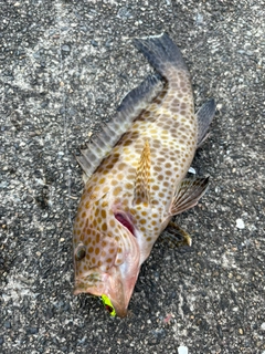 オオモンハタの釣果