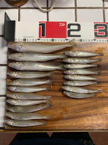 キスの釣果