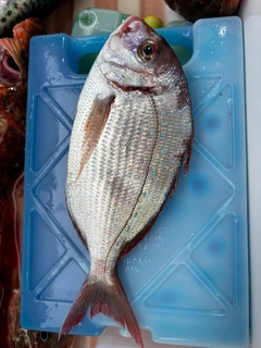 ハナダイの釣果