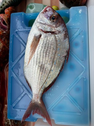 ハナダイの釣果