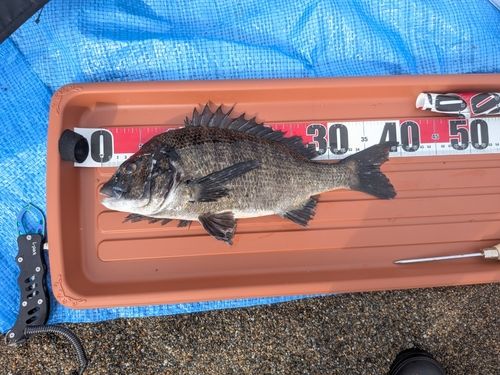 チヌの釣果