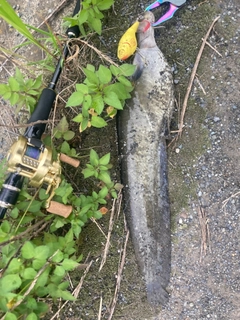 ナマズの釣果