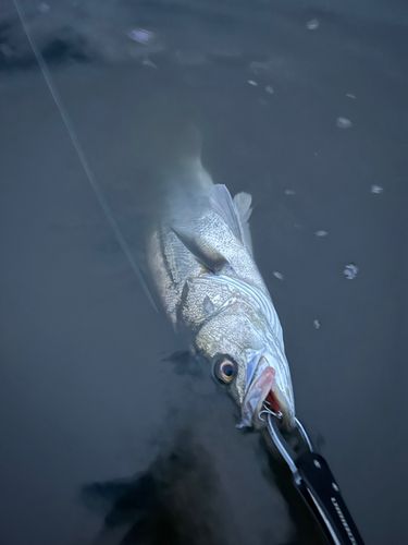フッコ（マルスズキ）の釣果