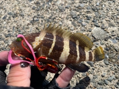 アオハタの釣果