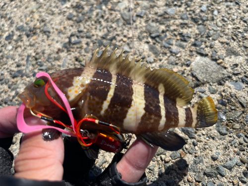 アオハタの釣果