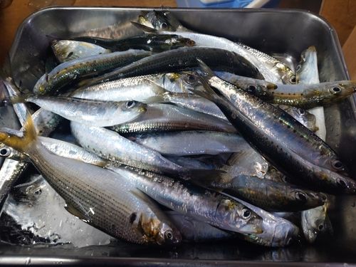 マイワシの釣果