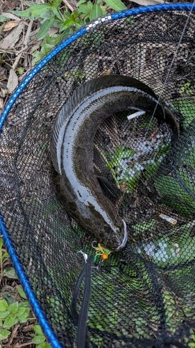 ライギョの釣果