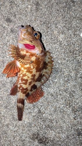 カサゴの釣果
