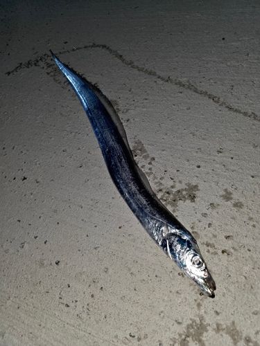 タチウオの釣果