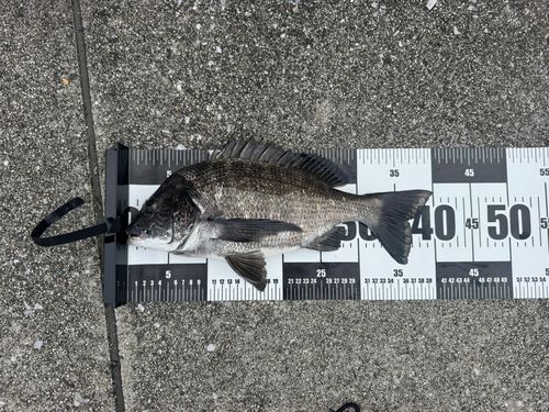 チヌの釣果