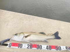 フッコ（マルスズキ）の釣果