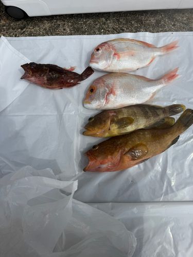レンコダイの釣果