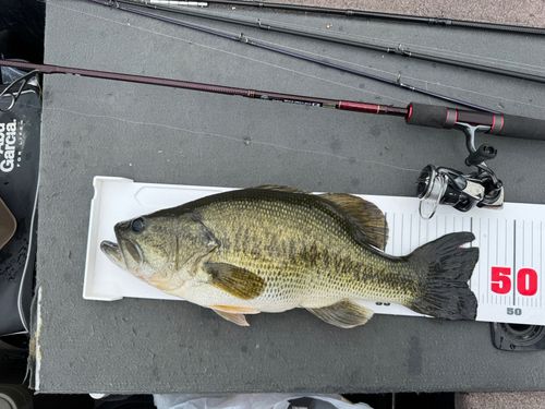 ブラックバスの釣果