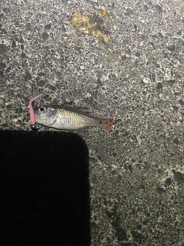 ネンブツダイの釣果