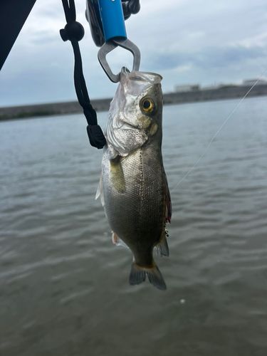 スズキの釣果