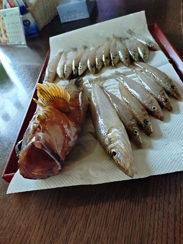 キスの釣果