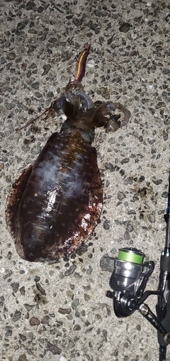 アオリイカの釣果
