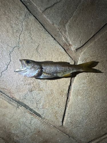 クロムツの釣果