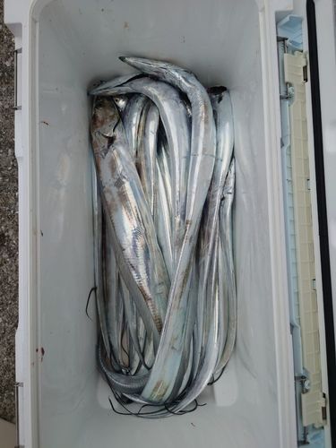 タチウオの釣果