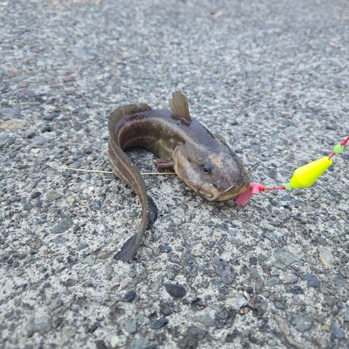 ゴンズイの釣果