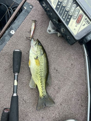 ラージマウスバスの釣果