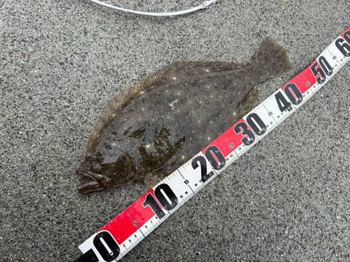 ヒラメの釣果