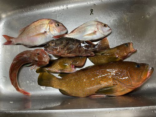 タイの釣果