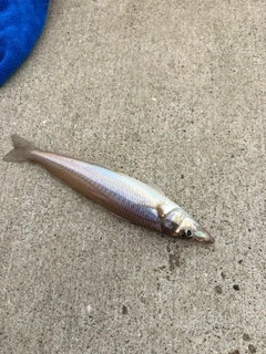 キスの釣果