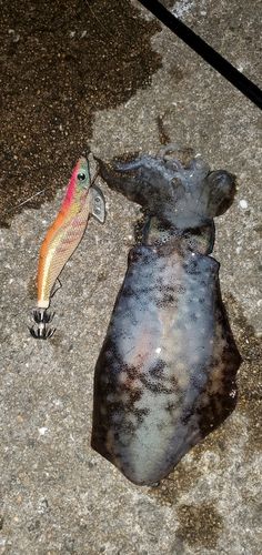 アオリイカの釣果