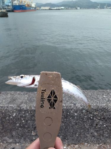 アカカマスの釣果