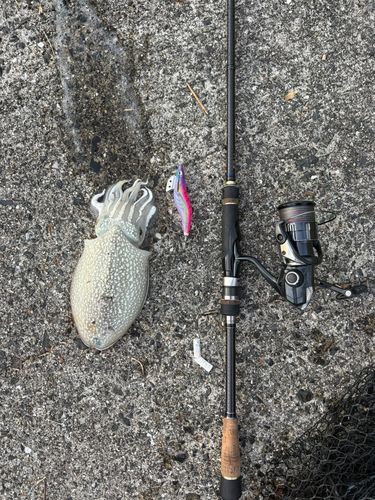 シリヤケイカの釣果