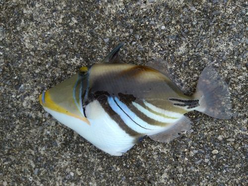 ムラサメモンガラの釣果
