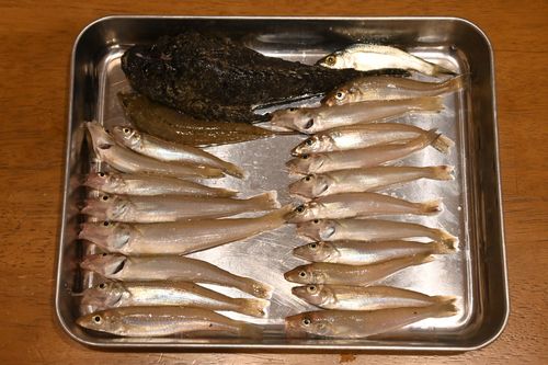 キスの釣果