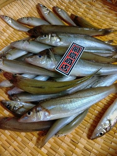 シロギスの釣果