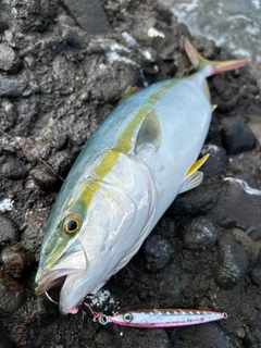 イナダの釣果