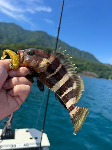 アオハタの釣果
