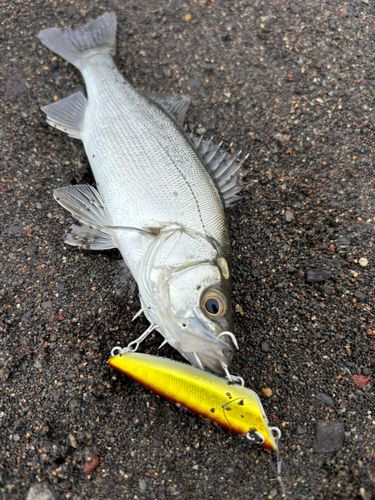 セイゴ（ヒラスズキ）の釣果