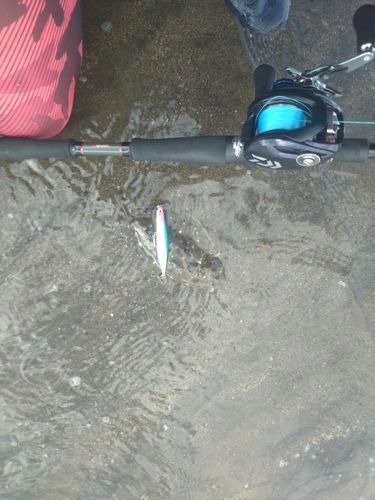 ソゲの釣果