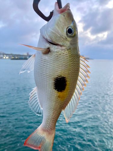 マトフエフキの釣果