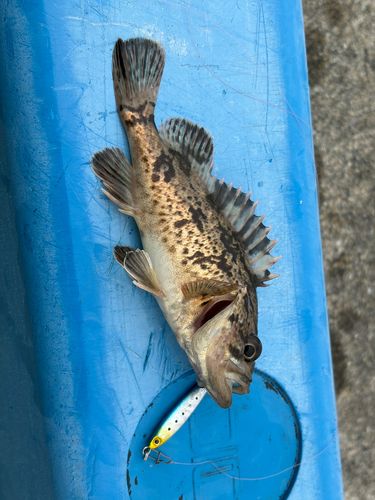 タケノコメバルの釣果