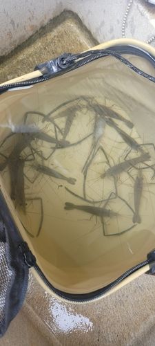 テナガエビの釣果