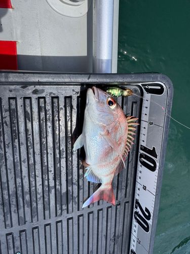 マダイの釣果