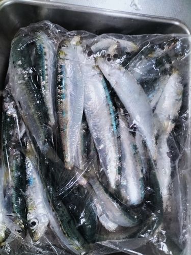 マイワシの釣果