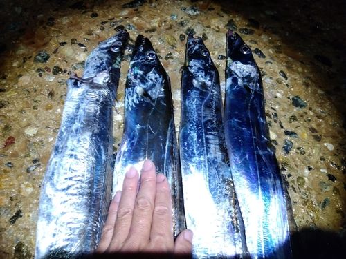 タチウオの釣果