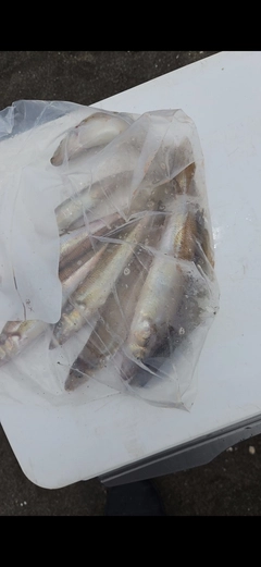 シロギスの釣果