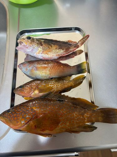 キジハタの釣果