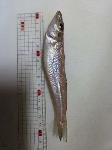 キスの釣果